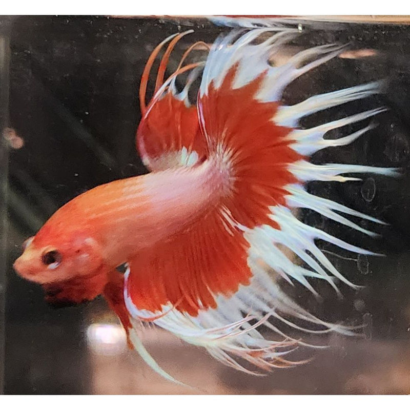 MULTICOLOR CROWNTAIL MALE 