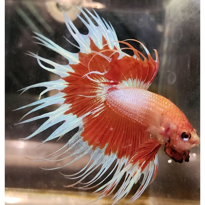 MULTICOLOR CROWNTAIL MALE #14