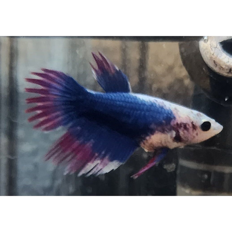 MULTICOLOR CROWNTAIL FEMALE 