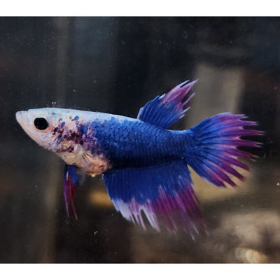 MULTICOLOR CROWNTAIL FEMALE #56