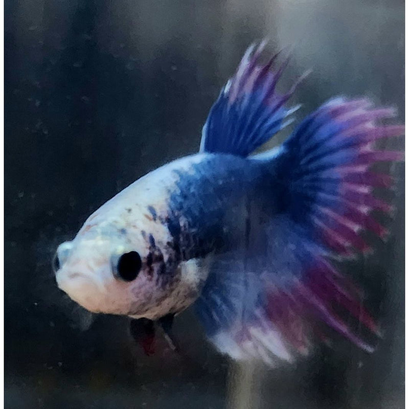 MULTICOLOR CROWNTAIL FEMALE 