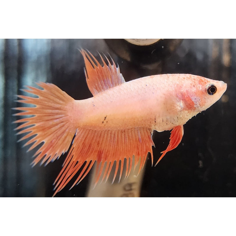 PINK CROWNTAIL FEMALE 