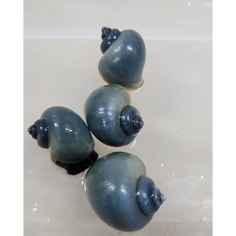 Blue Mystery Snail