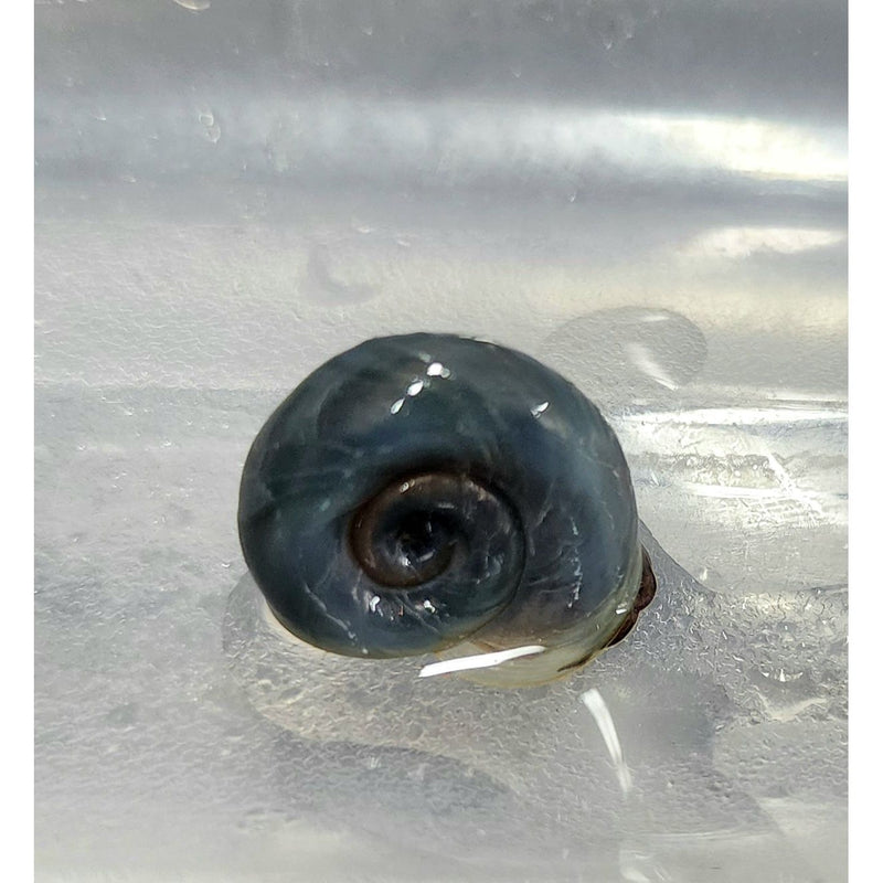 BLUE RAMSHORN SNAILS