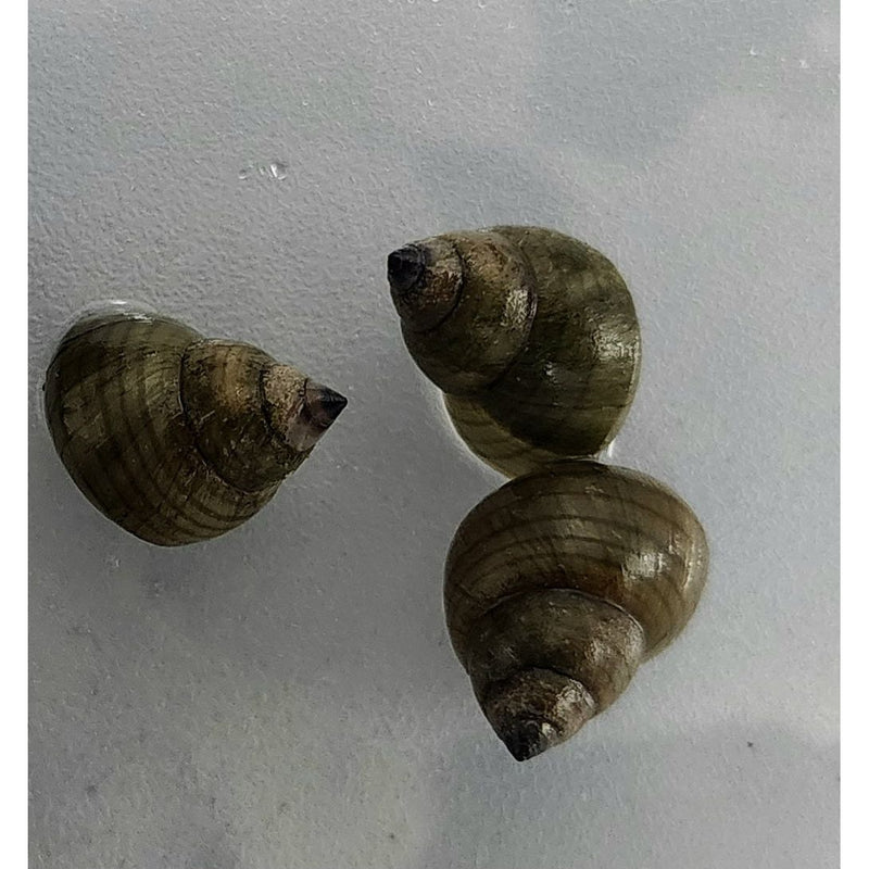 Piano Snail