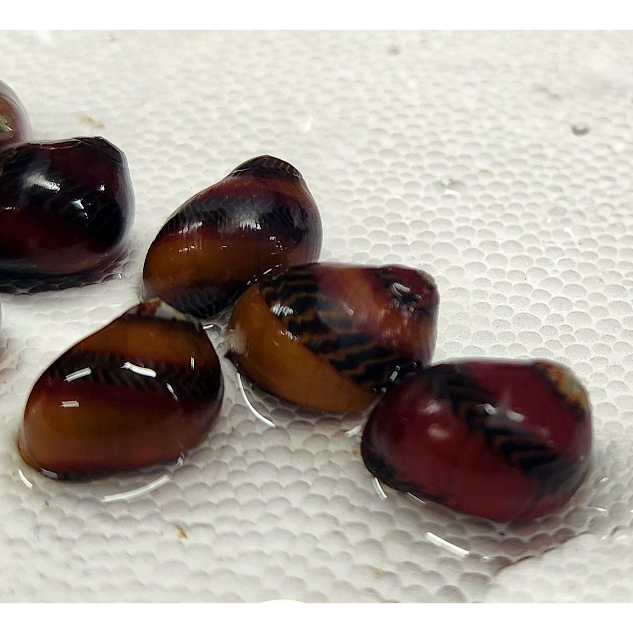 Red Racer Nerite Snail – KGTropicals