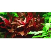 Scarlet Temple Variegated (Alternanthera reineckii var Rosanervig)