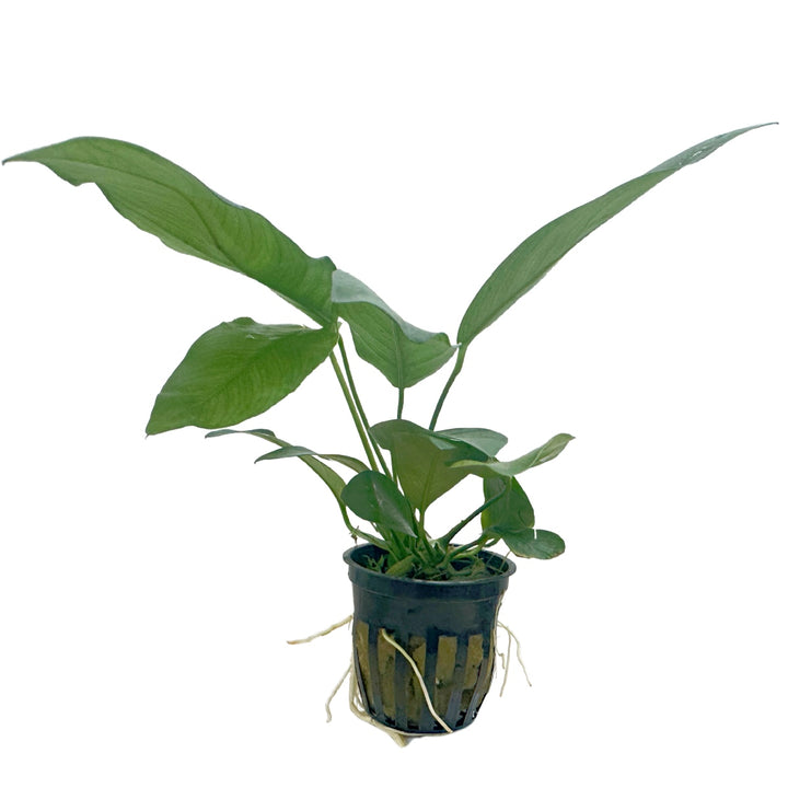 Anubias Nancon