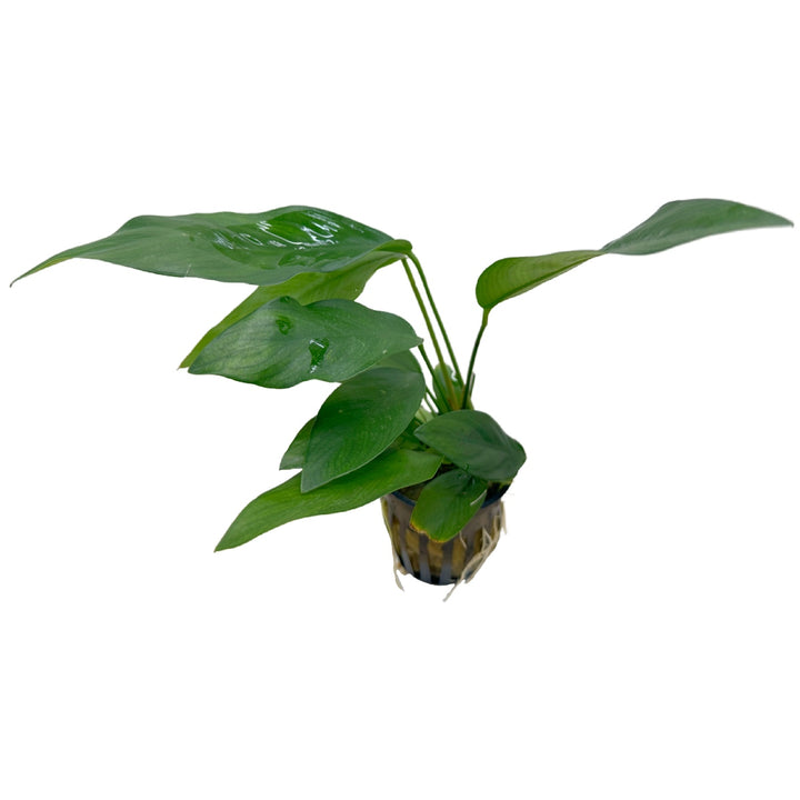 Anubias Nancon