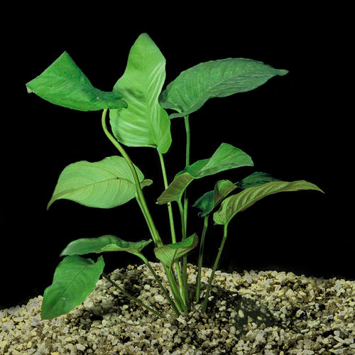Anubias Barteri