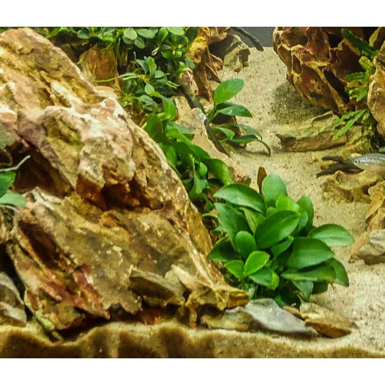 Anubias Nana 'Petite'
