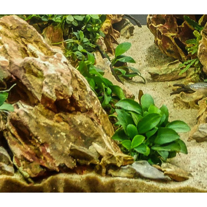 Anubias Nana 'Petite'