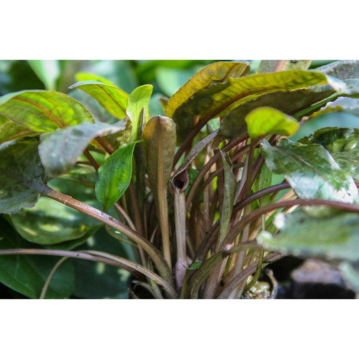 Cryptocoryne wendtii 'Tropica'