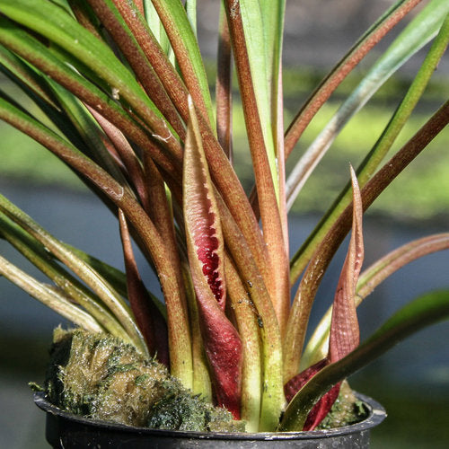 Cryptocoryne Spiralis