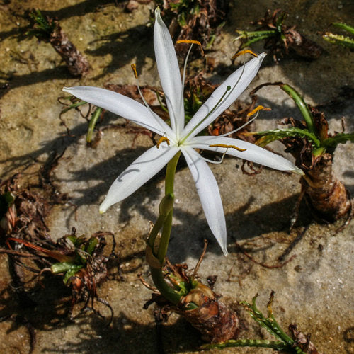CRINUM CALAMISTRATUM