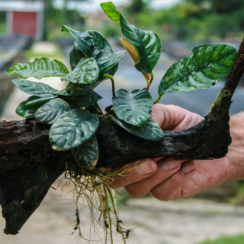 Anubias Barteri Coffeefolia