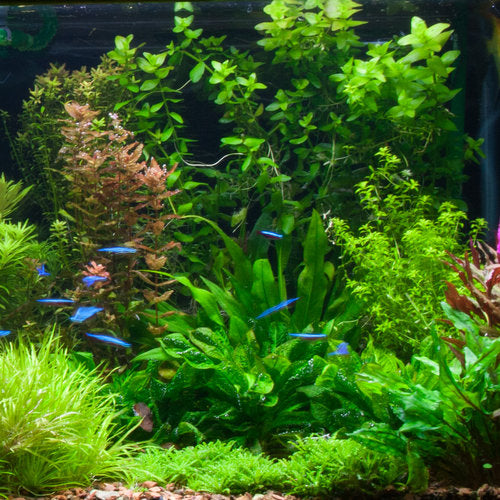 Bacopa Caroliniana