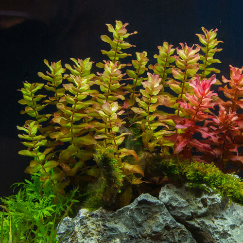 Bacopa Caroliniana