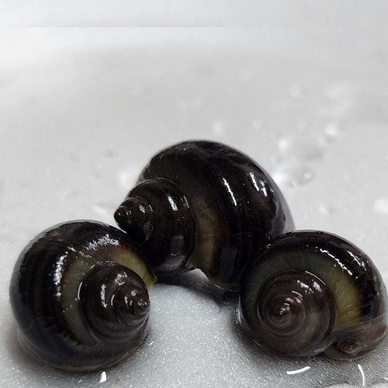 Black/Brown Mystery Snail