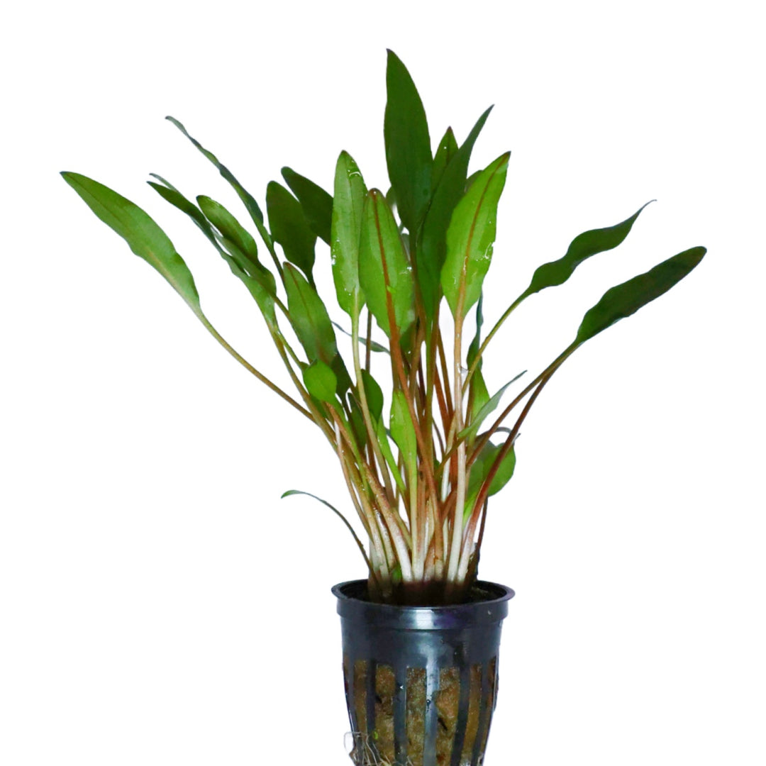 Cryptocoryne Lutea