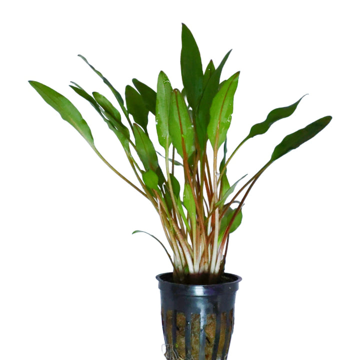 Cryptocoryne Lutea