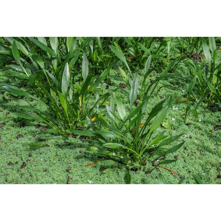 Cryptocoryne Parva