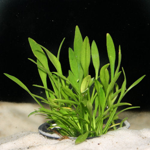 Cryptocoryne Parva