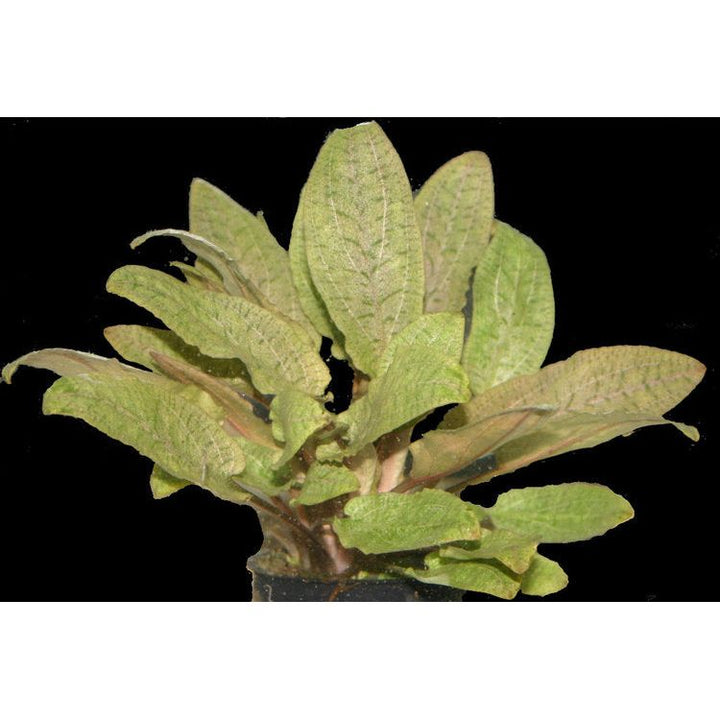 Cryptocoryne wendtii 'Tropica'