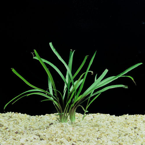 Cryptocoryne Spiralis