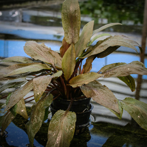 Cryptocoryne Undulata