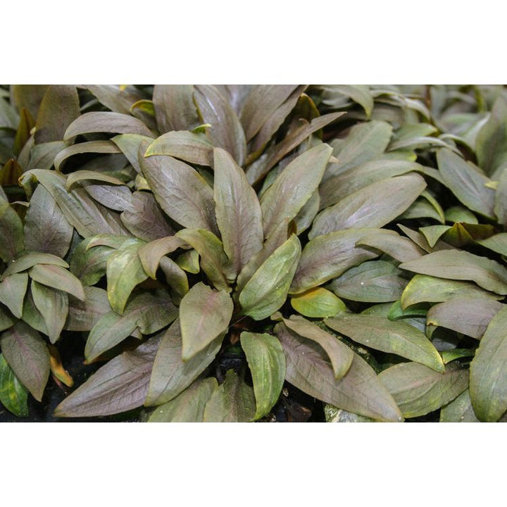 Cryptocoryne Undulata