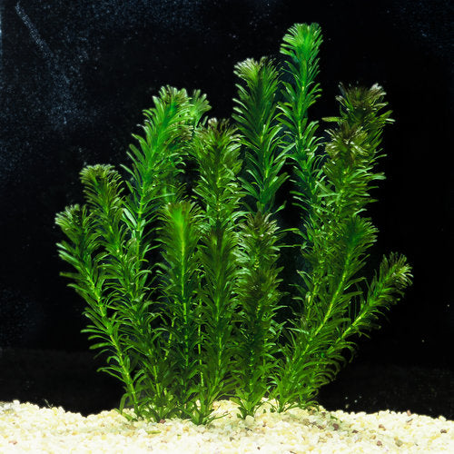 Anacharis (Elodea densa)