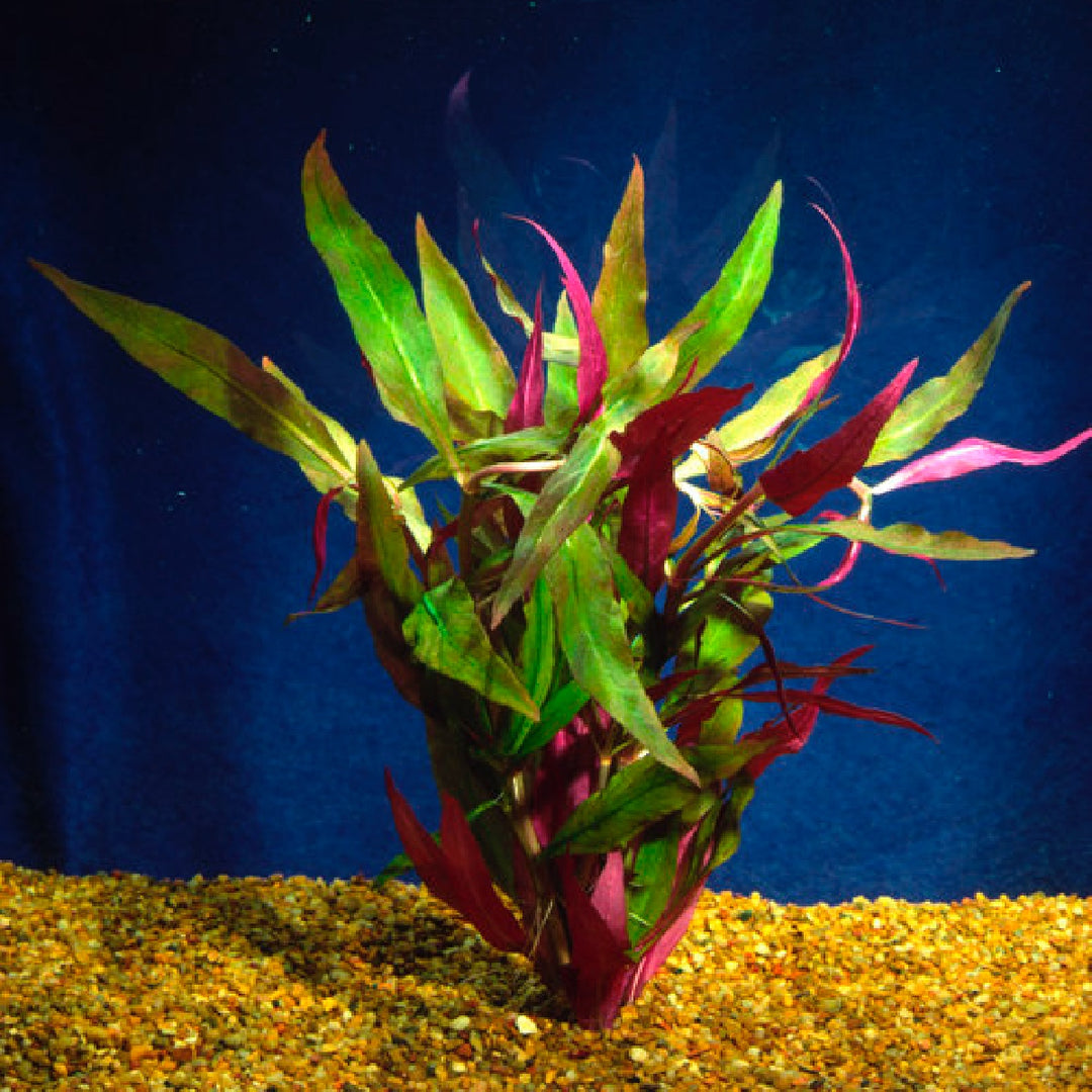 Scarlet Temple  (Alternanthera reineckii)