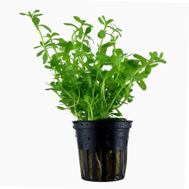 Bacopa Monnieri 'Moneywort'