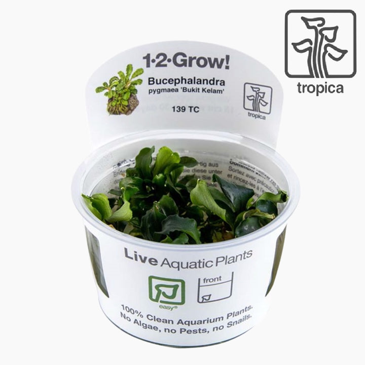 Bucephalandra 'Bukit Kelam' (Tissue Culture)