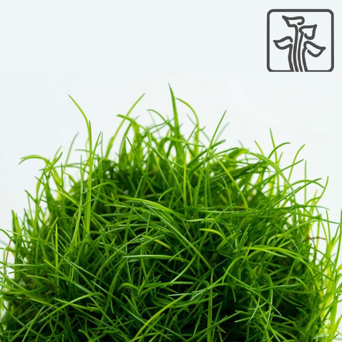 Eleocharis acicularis (Tissue Culture) – KGTropicals