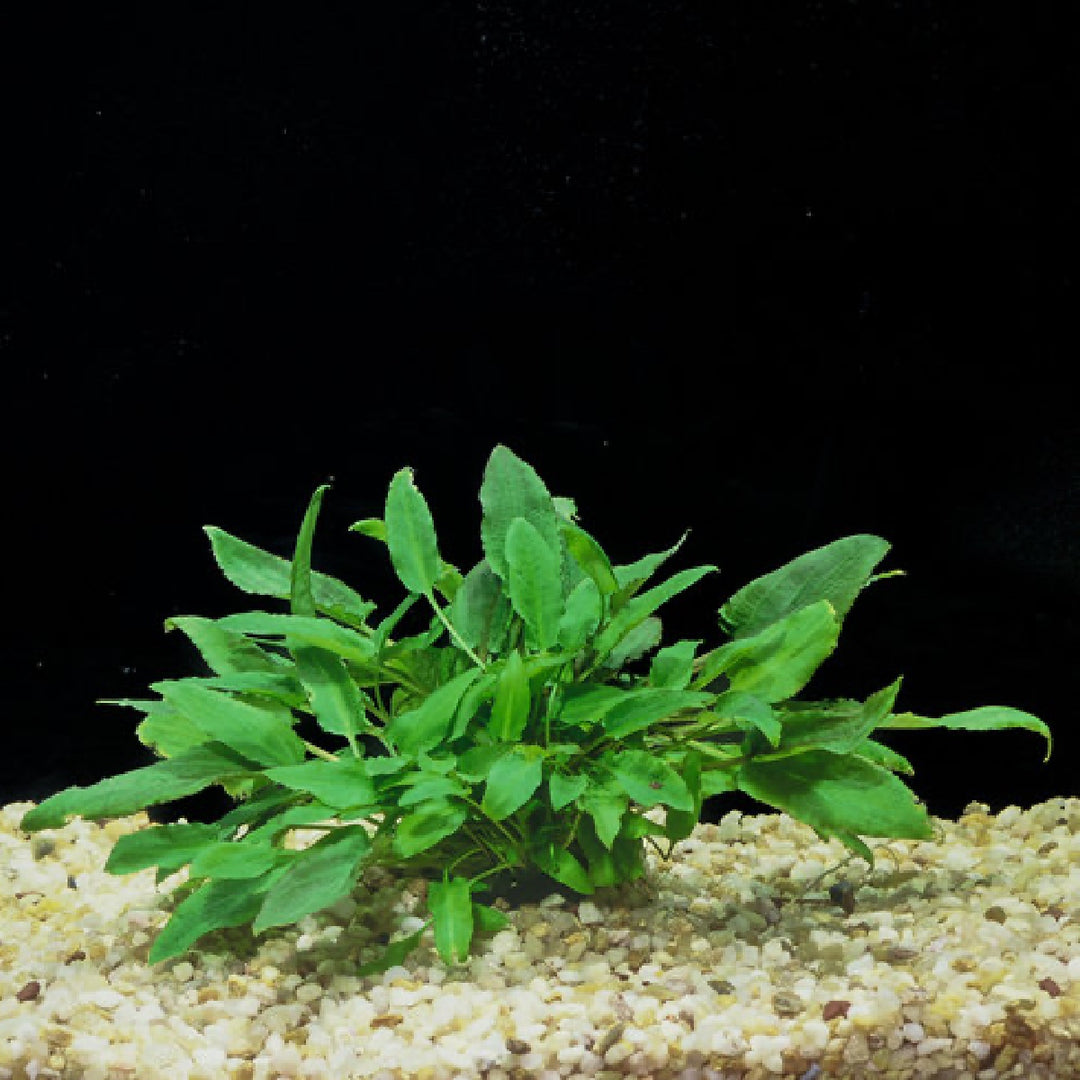 Cryptocoryne Wendtii 'Green'
