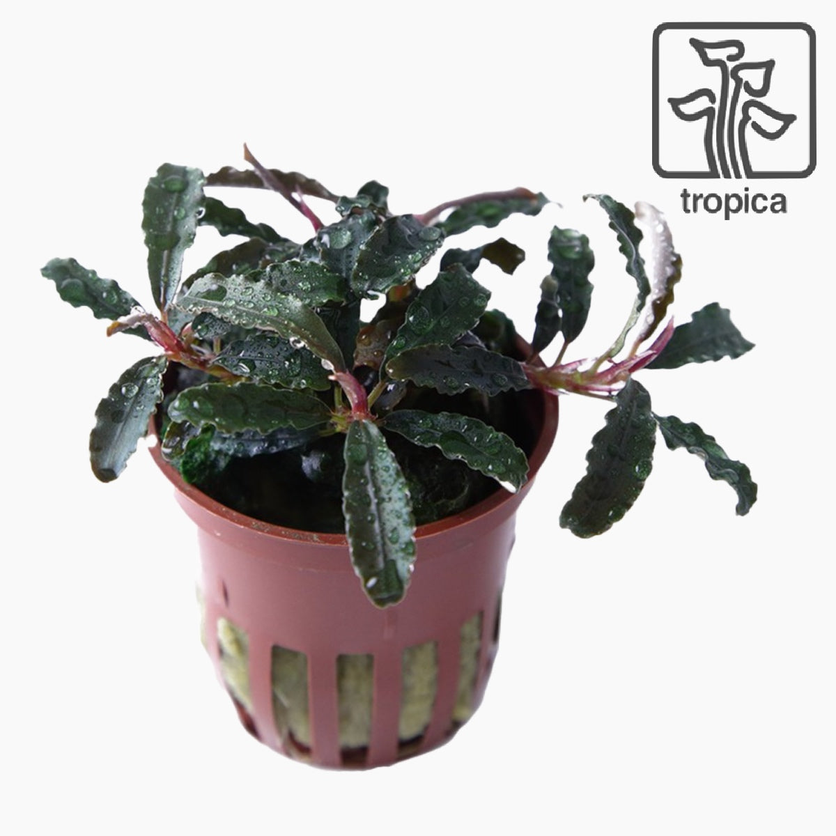Bucephalandra 'Kedagang' – KGTropicals
