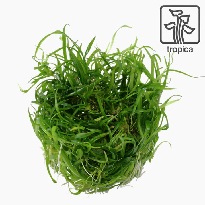 Helanthium tenellum 'Green' (Tissue Culture) (Tropica)