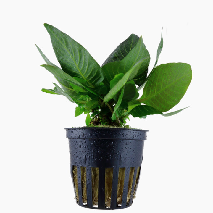 Hygrophila corymbosa 'Compact'