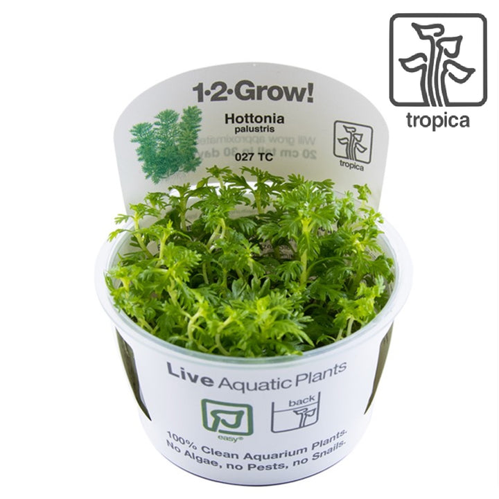 Hottonia Palustris  (Tissue Culture)