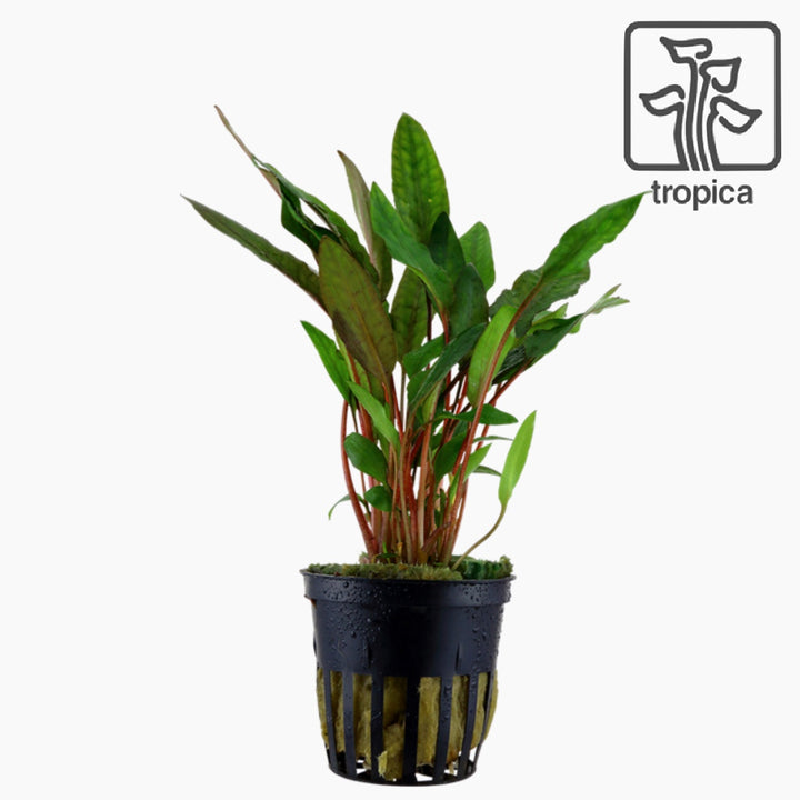 Cryptocoryne Beckettii 'Petchii' (Tropica)