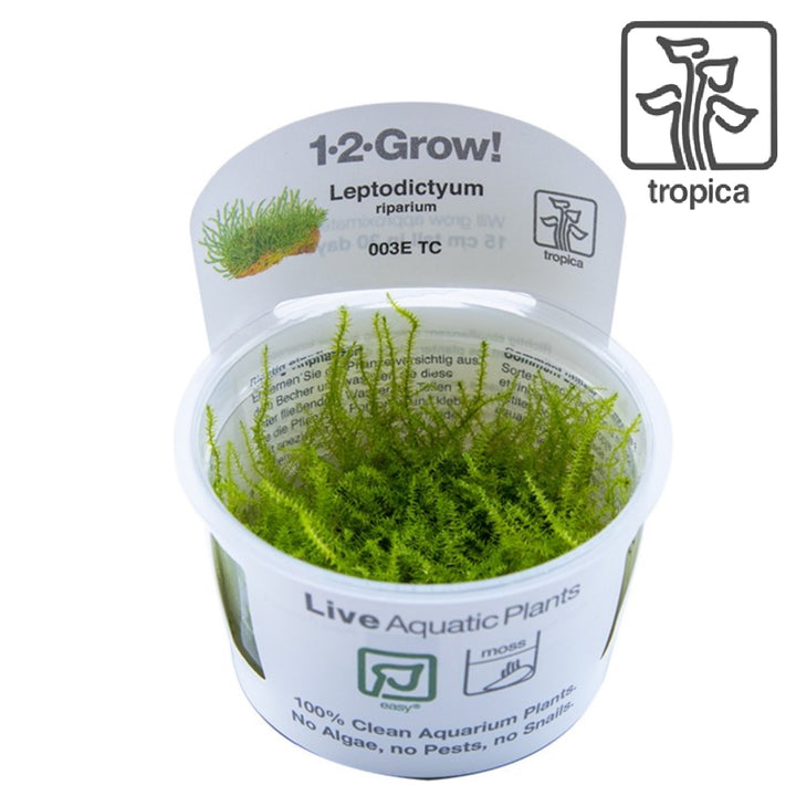 Leptodictyum Riparium (Tissue Culture)