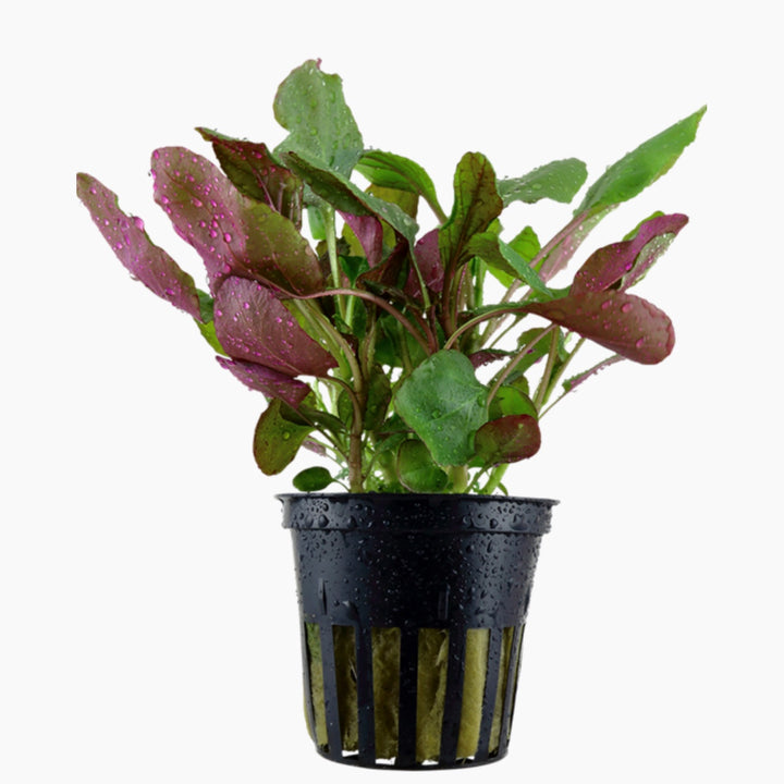 Cardinal Plant (Lobelia Cardinalis)
