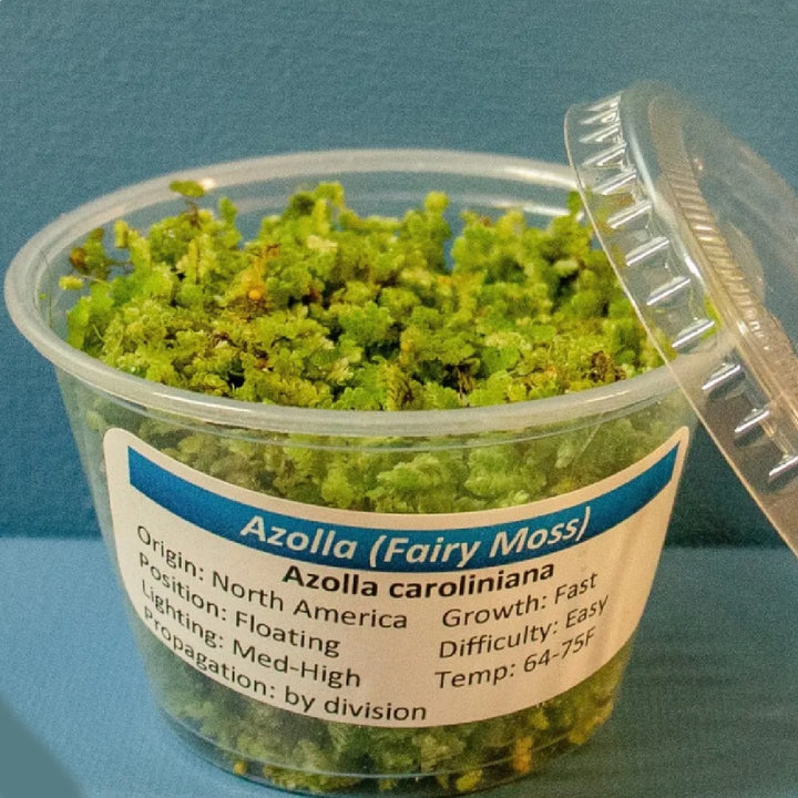 Azolla (Azolla Caroliniana)