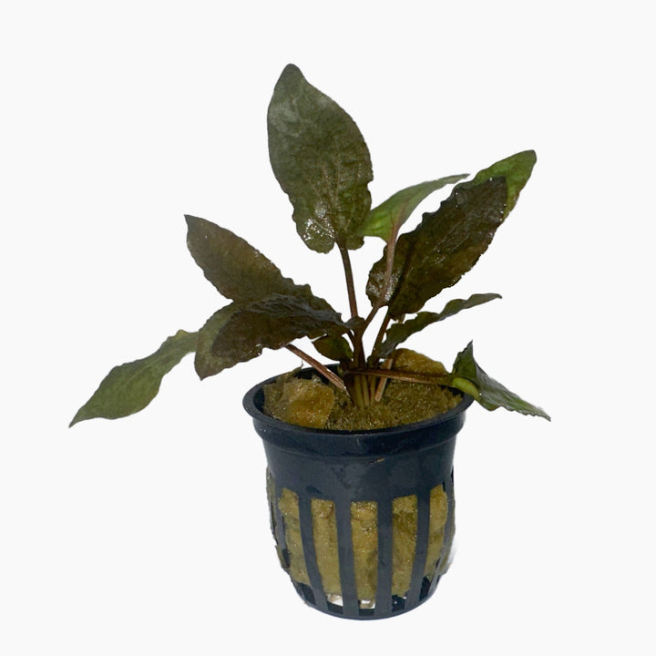 Cryptocoryne wendtii 'Tropica'