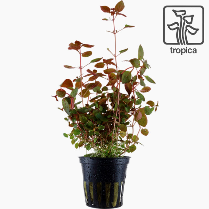 Ludwigia Palustris 'Super Red' (Tropica)