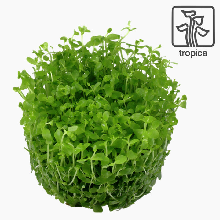 Monte Carlo (Micranthemum tweediei)