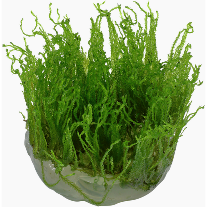 Taiwan Moss (Taxiphyllum  'Taiwan')