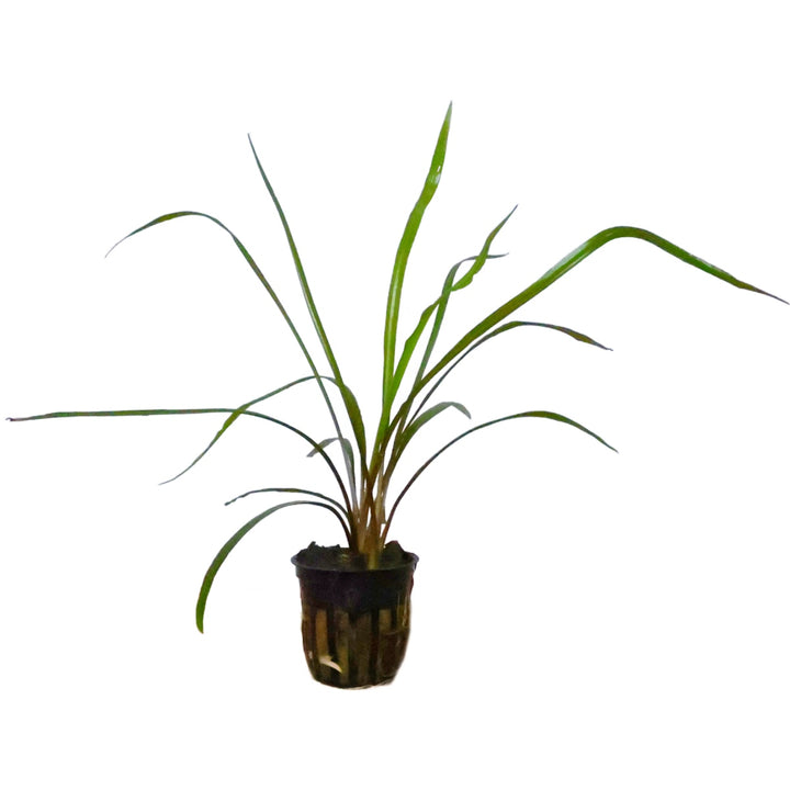 Cryptocoryne Spiralis